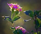 Backlit Pink & Yellow Wildflowers_34027